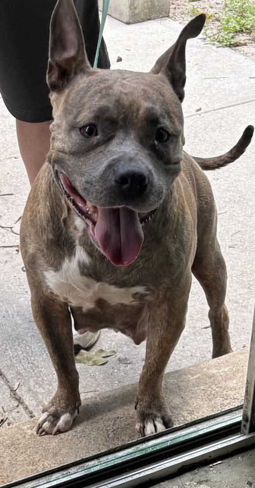 Suki FH, an adoptable dog