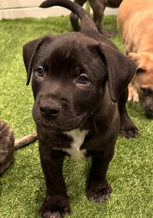 Sumit, an adoptable dog