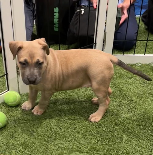 Suja, an adoptable dog