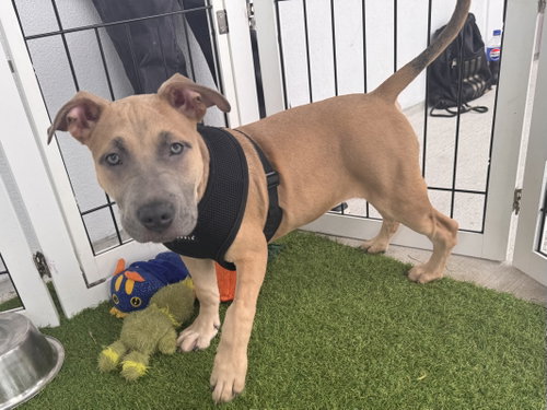 Suja, Labrador Retriever / Terrier / Mixed (short coat)