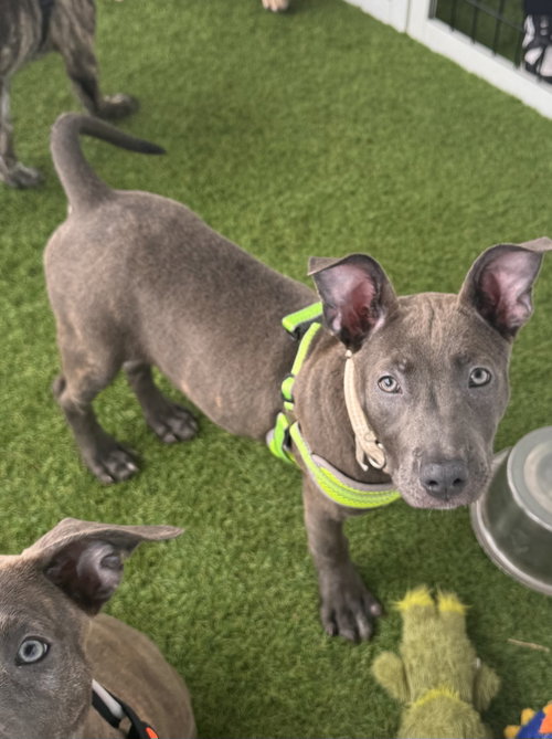 Sumira, Labrador Retriever / Terrier / Mixed (short coat)