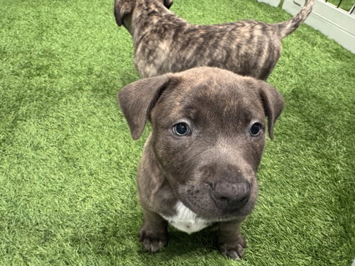 Suvina, an adoptable dog