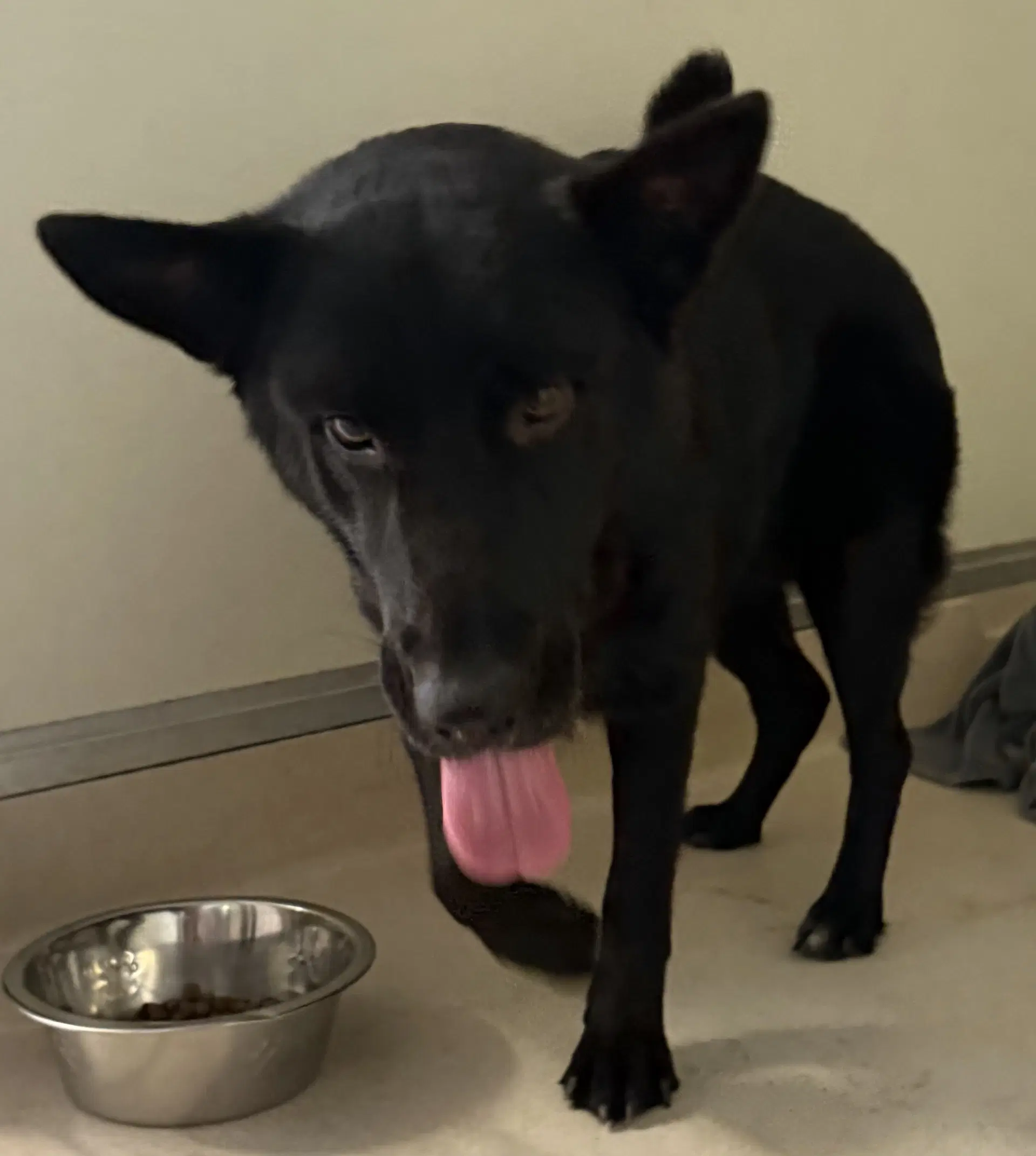 Simone - German Shepherd Dog