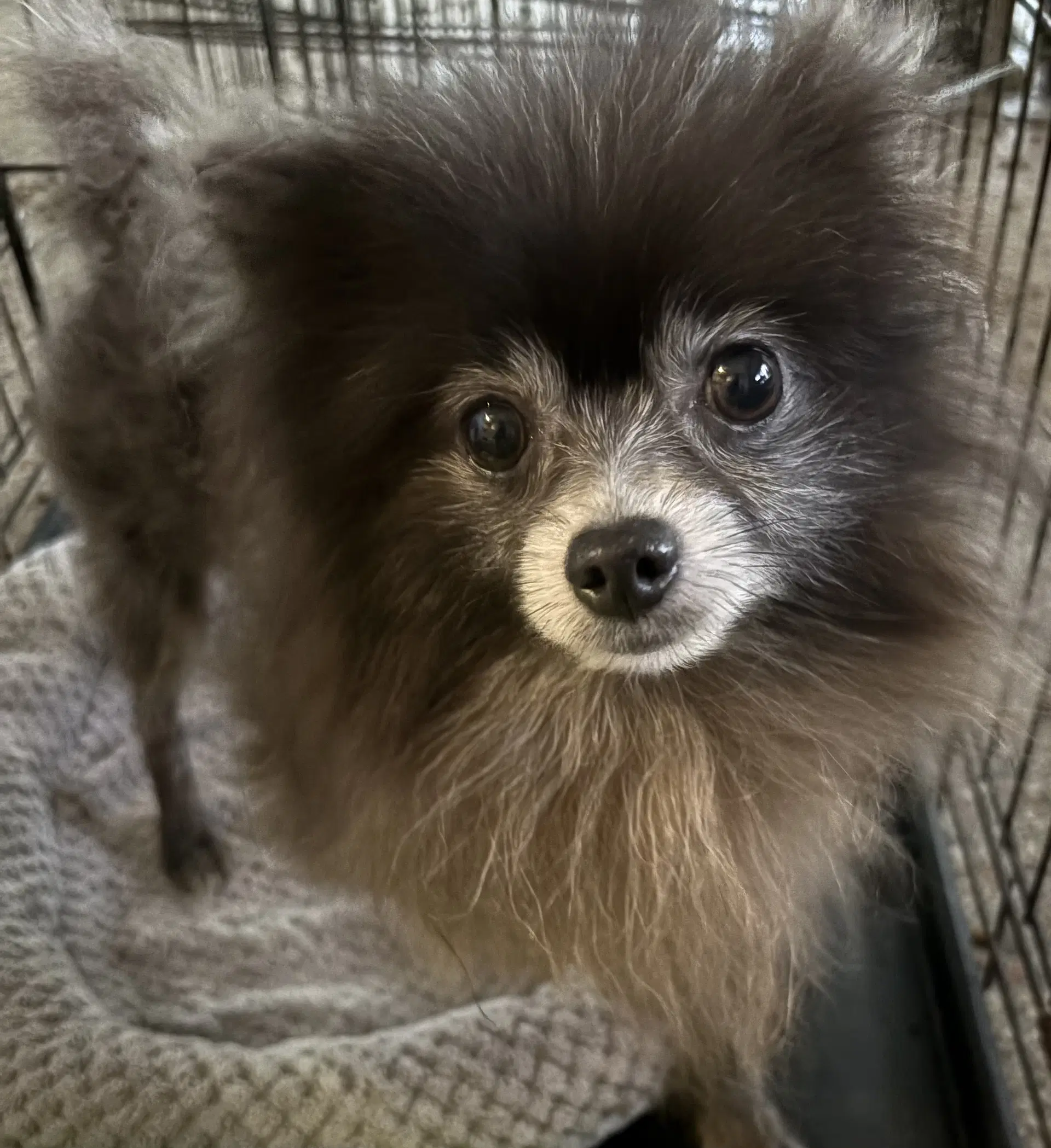 Blue Boy Fh - Pomeranian