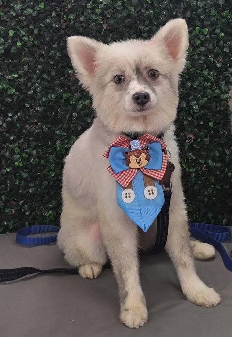Gello FH, a dog for adoption from Pet Rescue By Judy