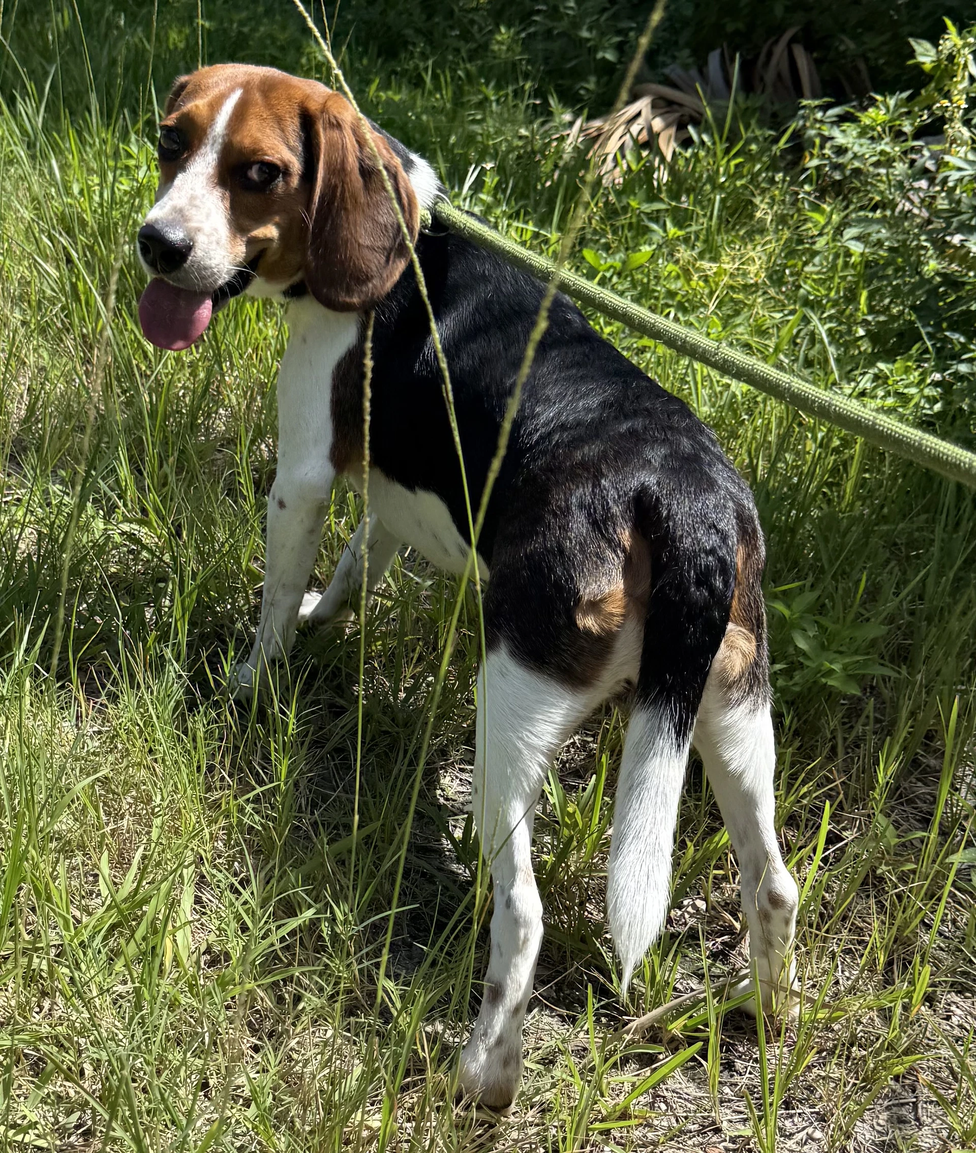 Duke