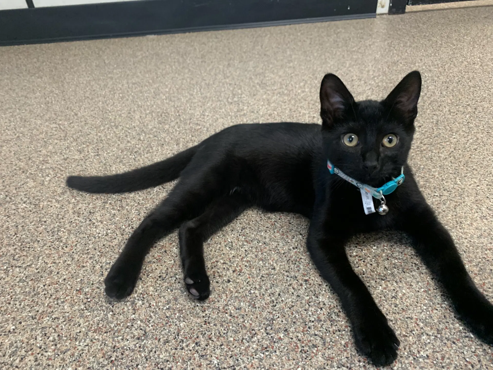 Toothless - Domestic Short Hair