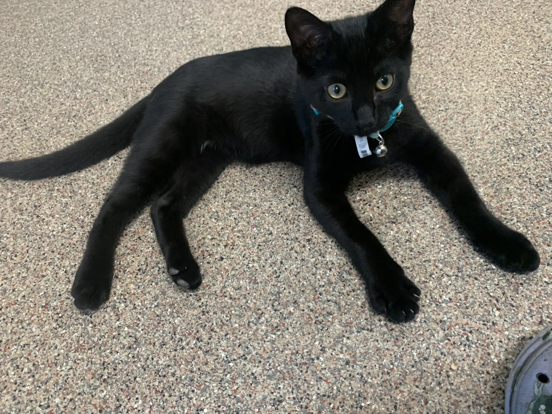 Toothless image 2