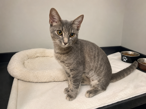 picture of the cat needing adoption
