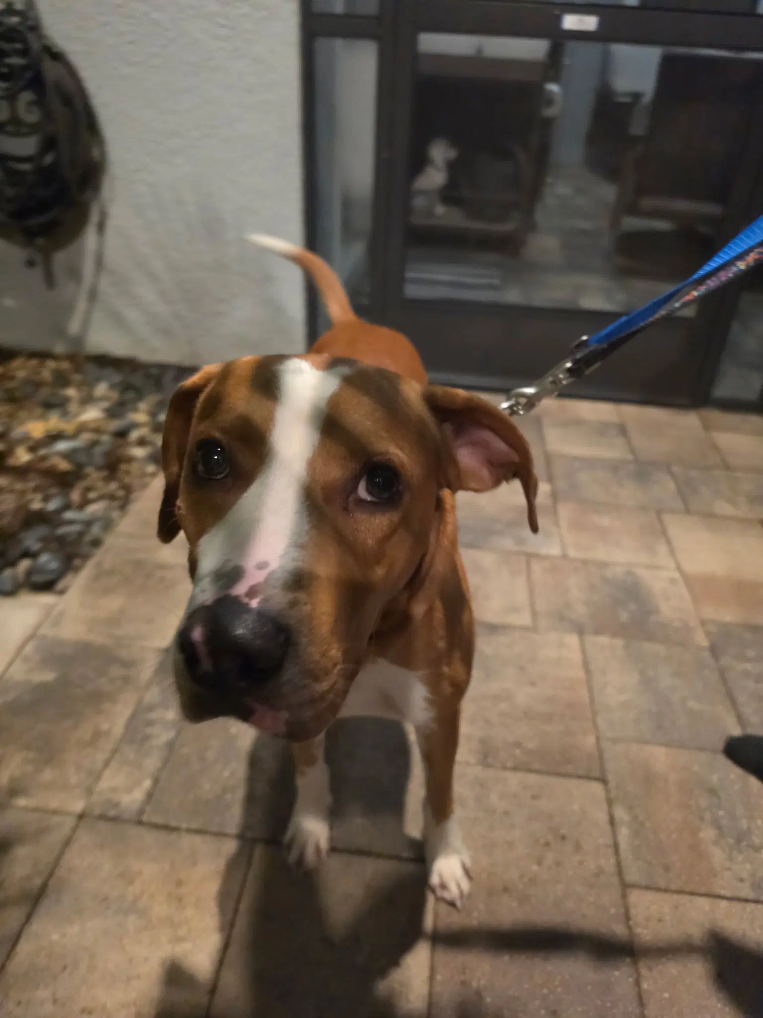 Buster image 3