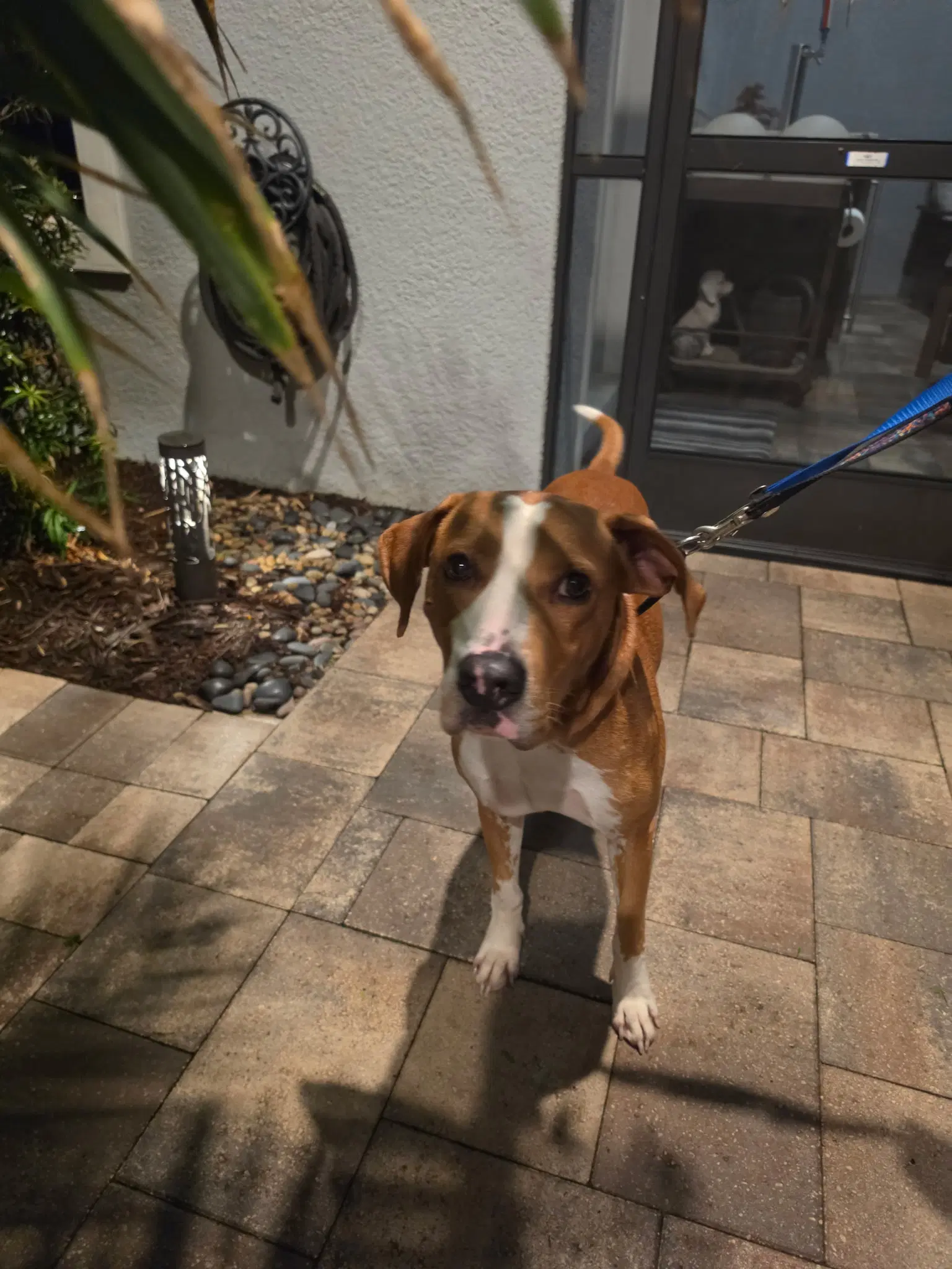 Buster image 4