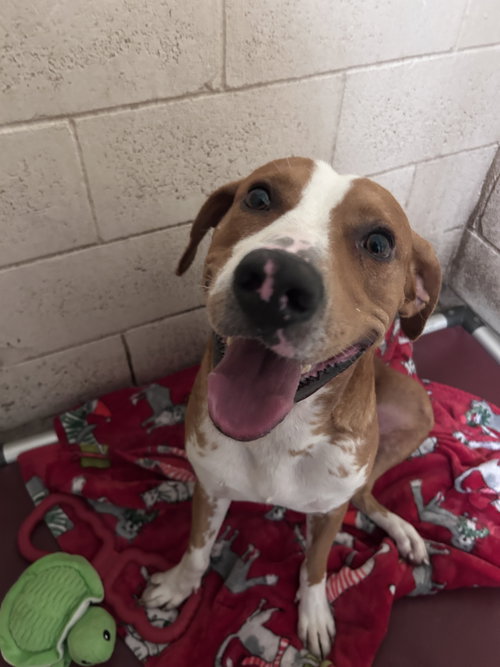 Buster, an adoptable dog