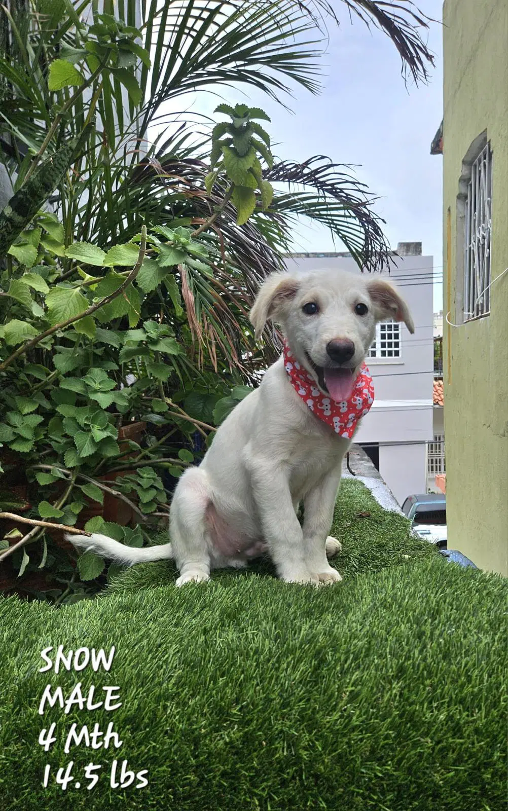 Snow - Labrador Retriever
