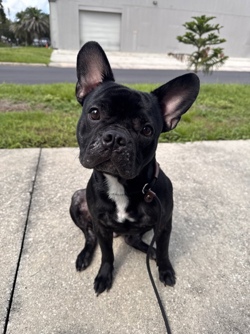 Twister, an adoptable dog