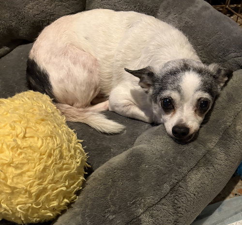 Oreo FH, an adoptable dog