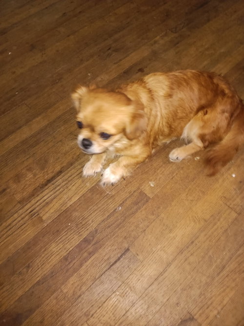 Rita FH, an adoptable dog