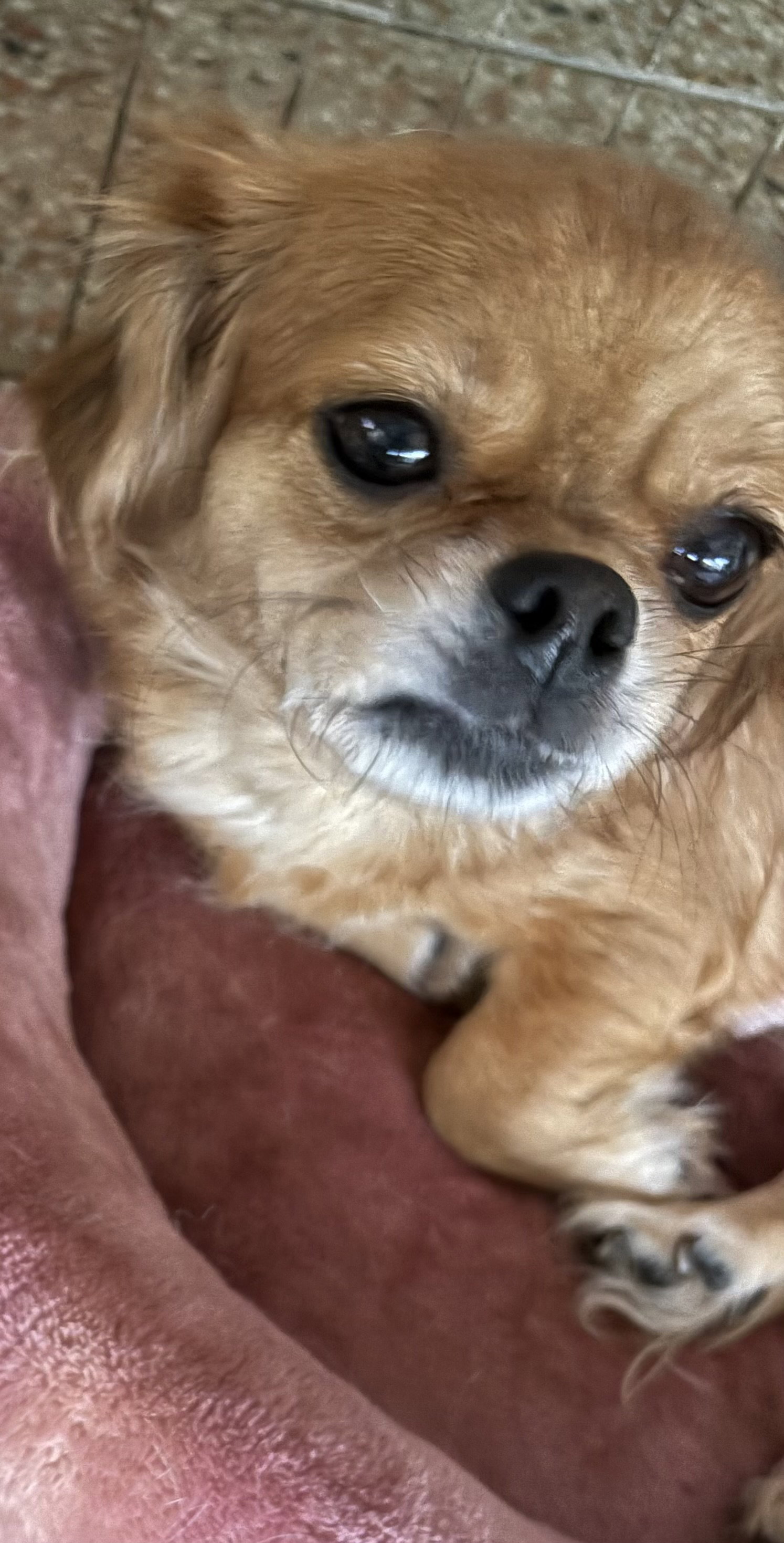 Rita FH, Pekingese