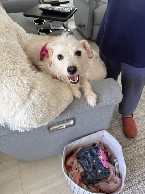 Bell-air FH, an adoptable dog