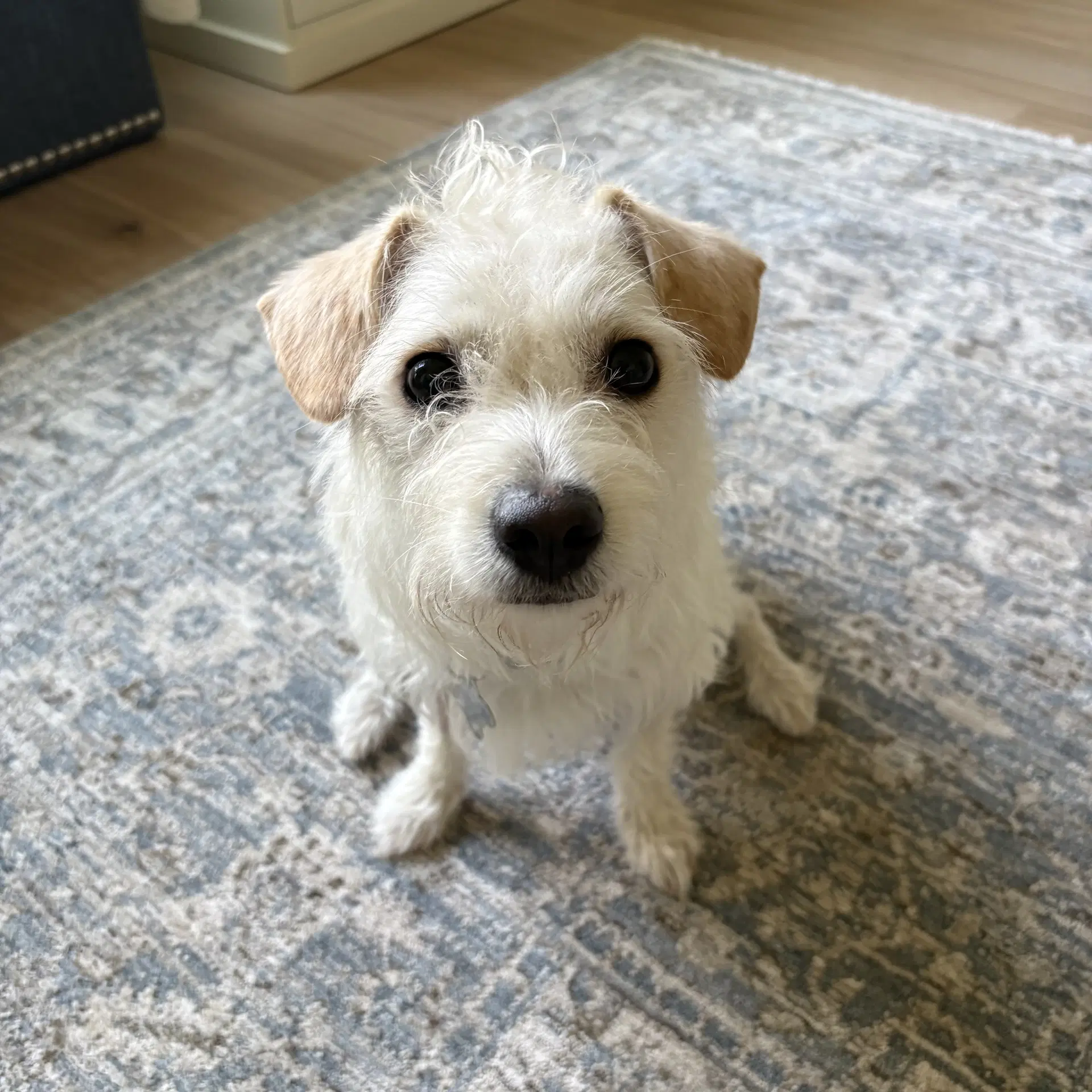 Bell-Air Fh - Bichon Frise