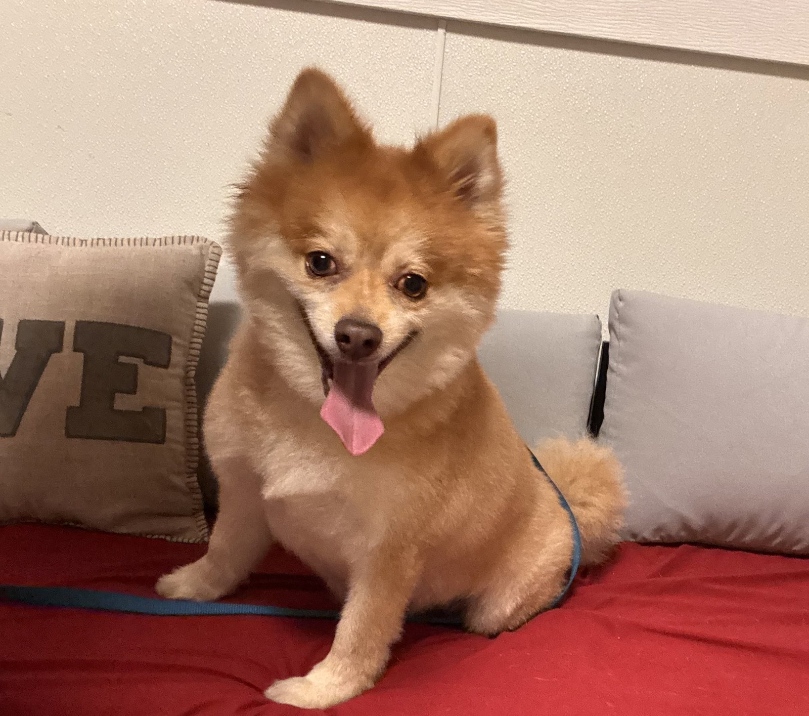 Shadow, Pomeranian