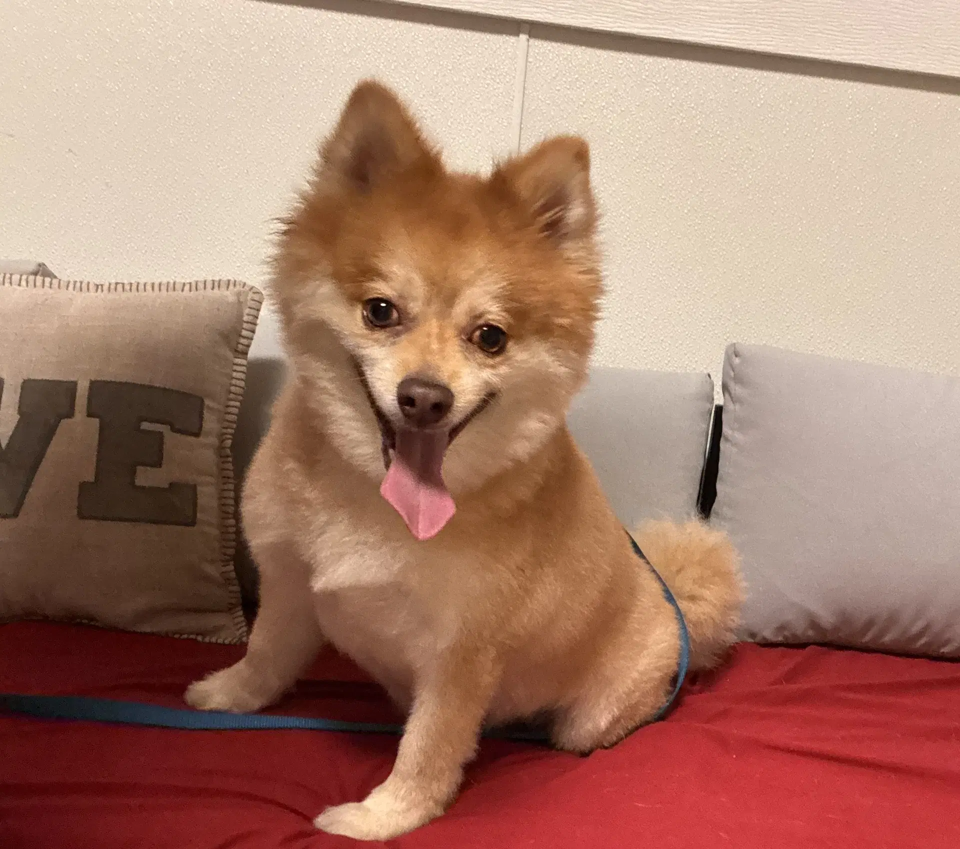 Shadow - Pomeranian