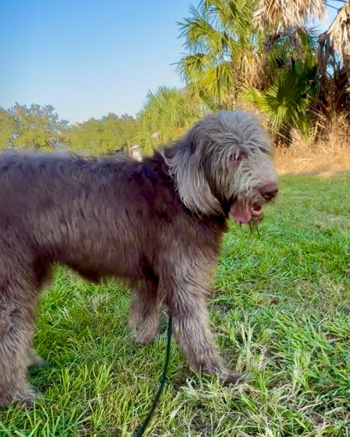 Cinnamon, an adoptable dog