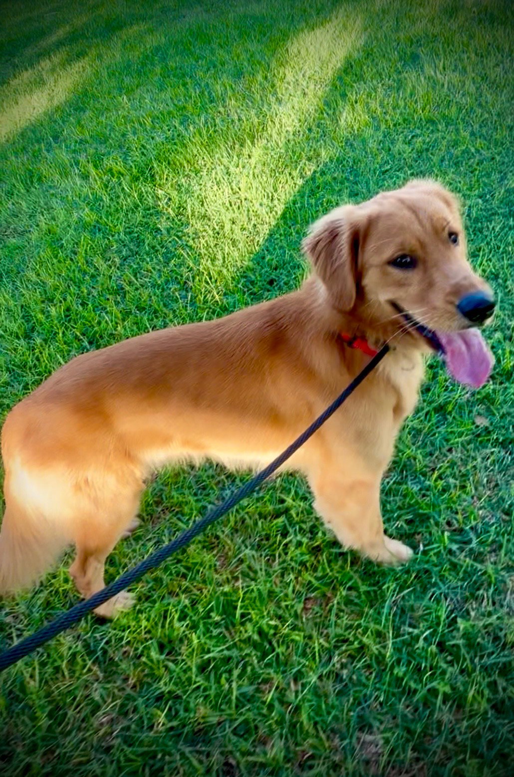 Max, Golden Retriever