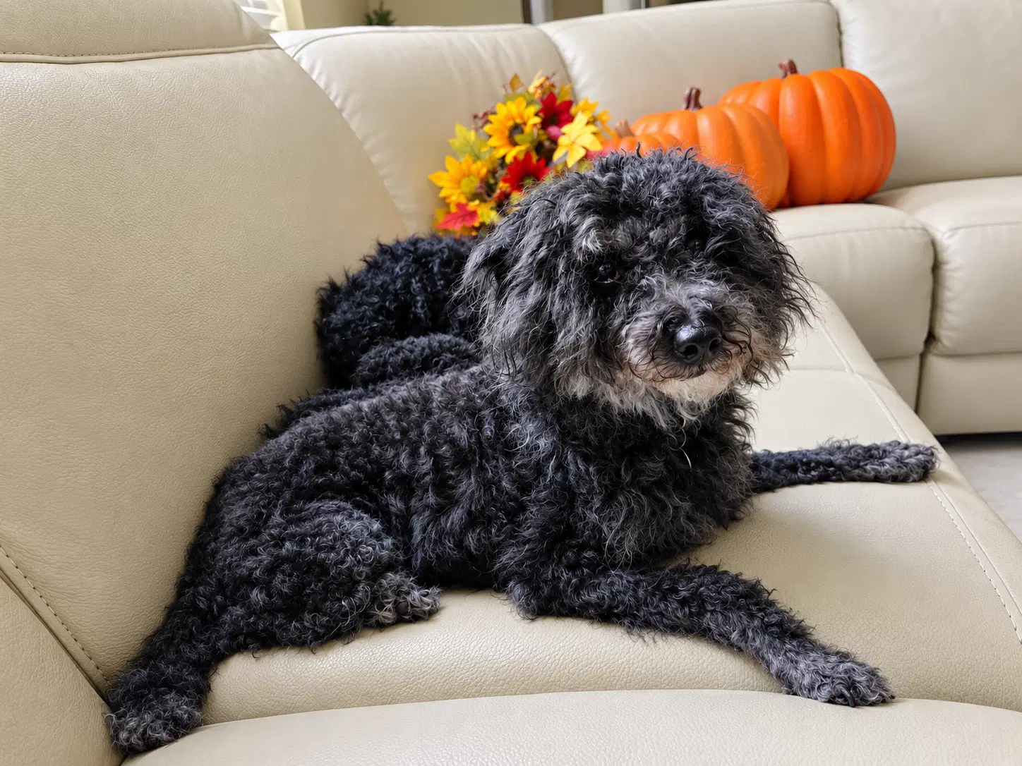 Bowie Fh - Poodle (Miniature)