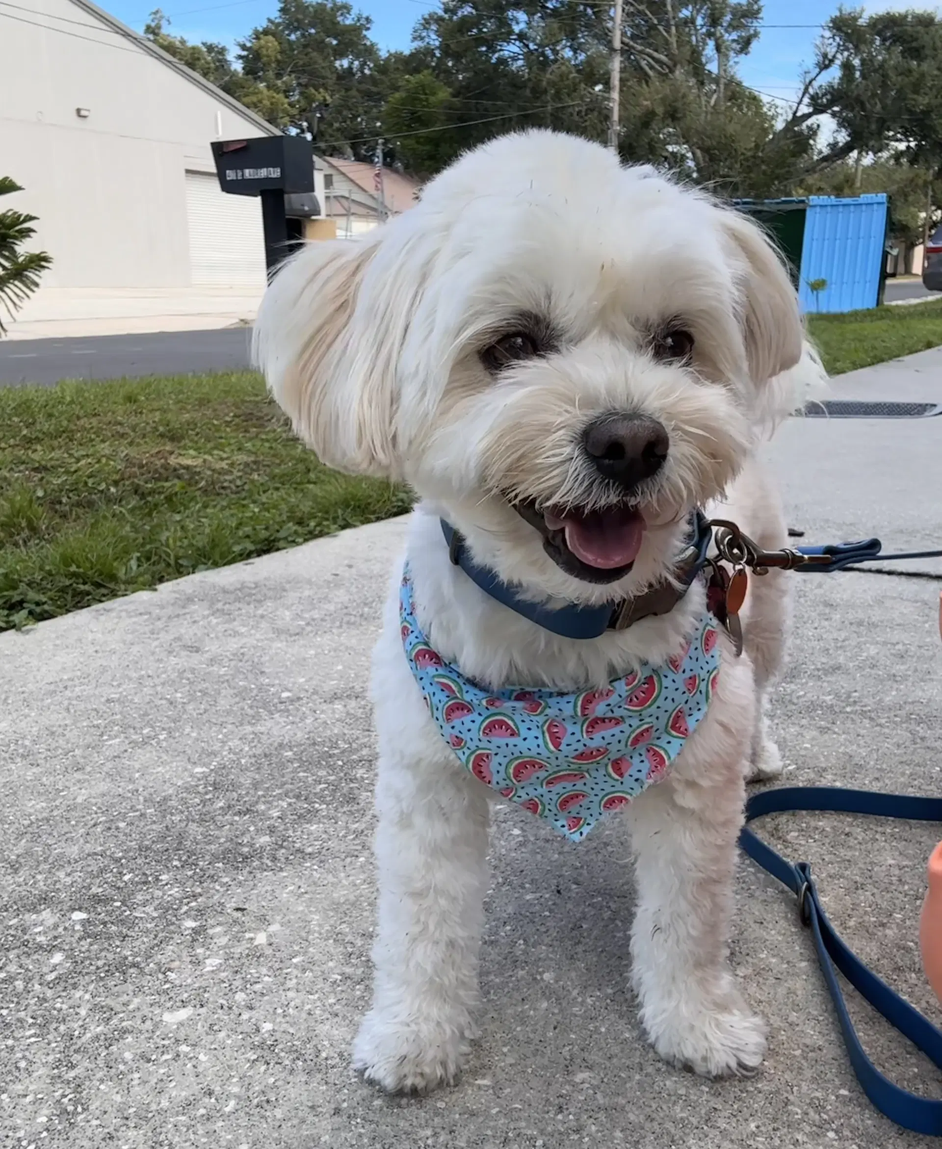 Winky Fh - Maltese