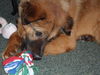Goldie the Chow (Video)