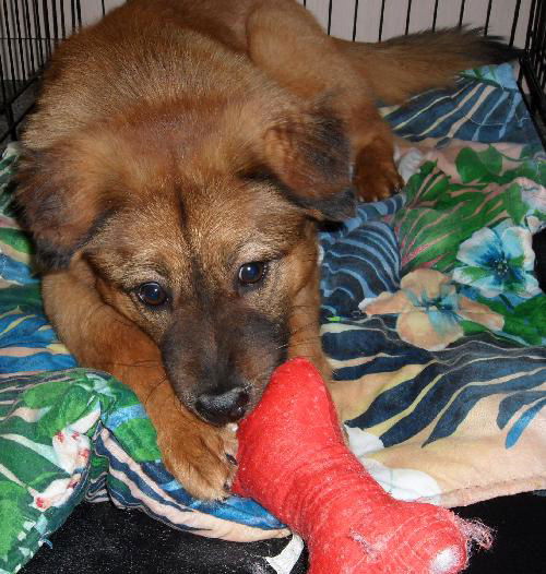 Goldie the Chow (Video)
