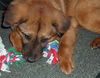 Goldie the Chow (Video)