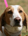 Texas the Walker Hound