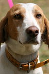 Texas the Walker Hound