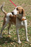 Texas the Walker Hound