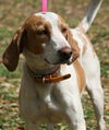 Texas the Walker Hound