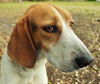 Montanna the Walker Hound