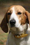 Montanna the Walker Hound