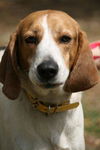 Montanna the Walker Hound