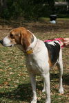 Montanna the Walker Hound