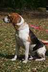 Montanna the Walker Hound