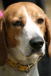 Montanna the Walker Hound