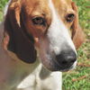 Montanna the Walker Hound