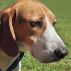 Montanna the Walker Hound