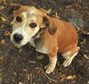 Whiskey the Hound Puppy