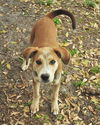 Whiskey the Hound Puppy