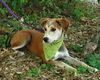 Whiskey the Hound Puppy
