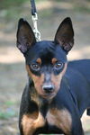 Wishbone the Min Pin