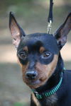 Wishbone the Min Pin