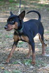 Wishbone the Min Pin